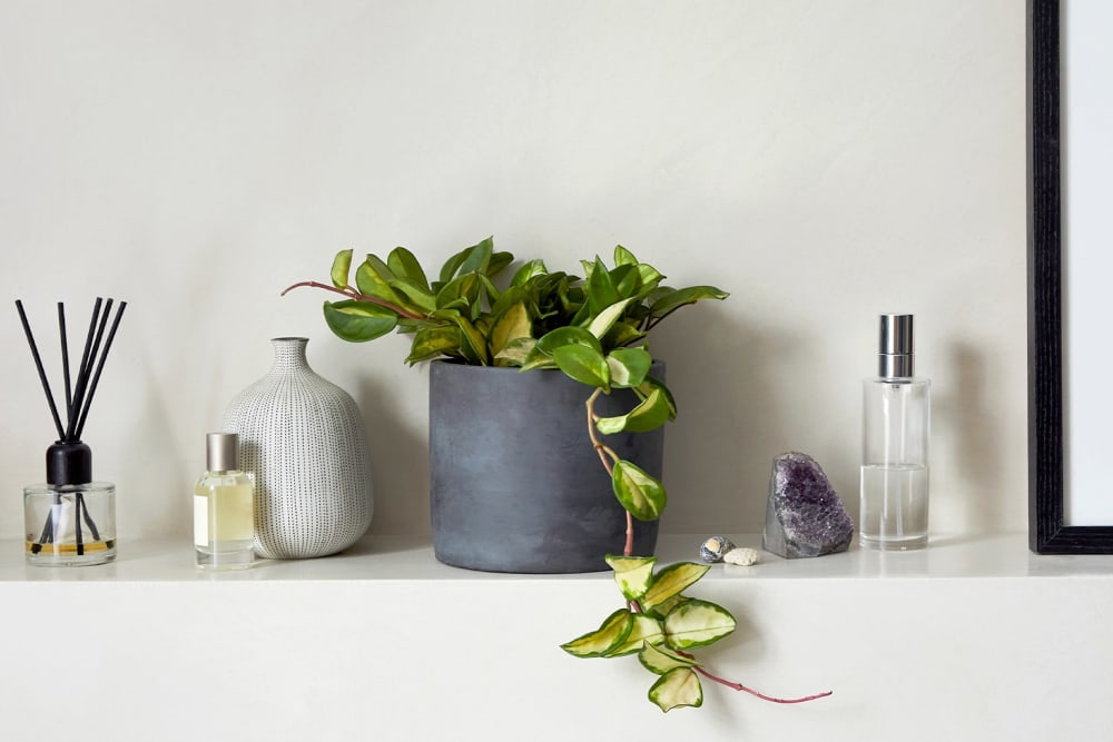 A hoya plant in a black concrete pot on a shelf in a bathroom